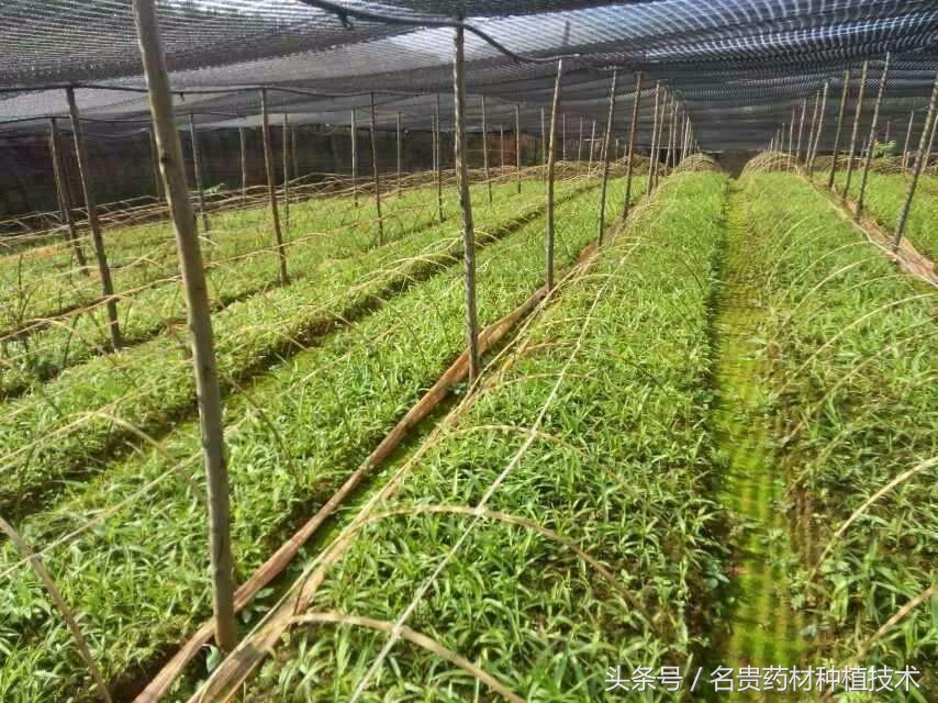 白芨种子育苗怎样用滑石粉处理,白芨育苗用什么营养液好呢