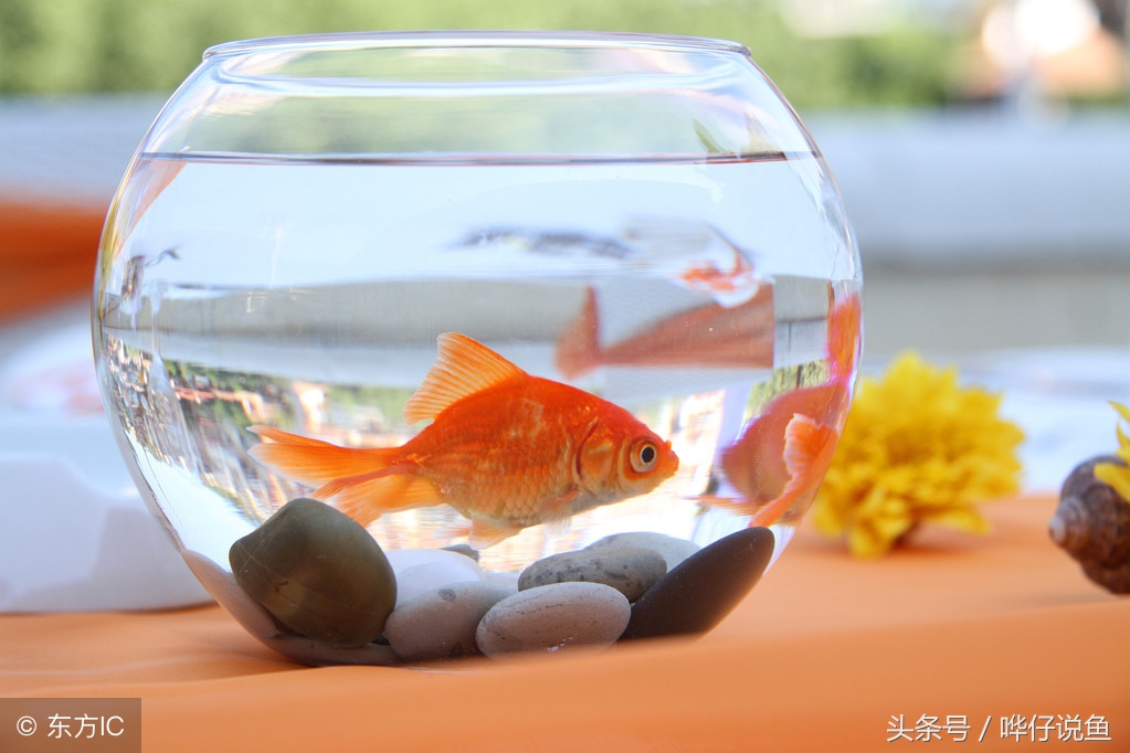 奇葩的养鱼法,如何养宠物鱼才是正确的方法