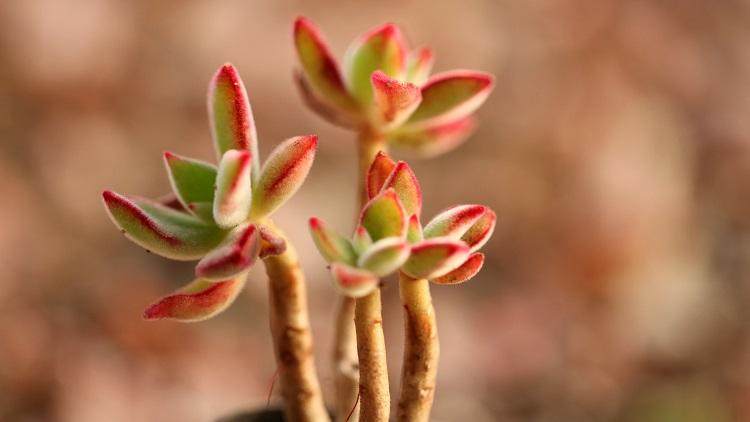 肉友养多肉视频,成都肉友们冬天怎么养护多肉