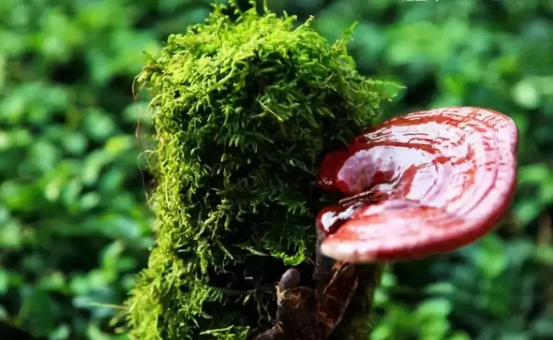 灵芝到底有多强大,灵芝真的有奇效吗