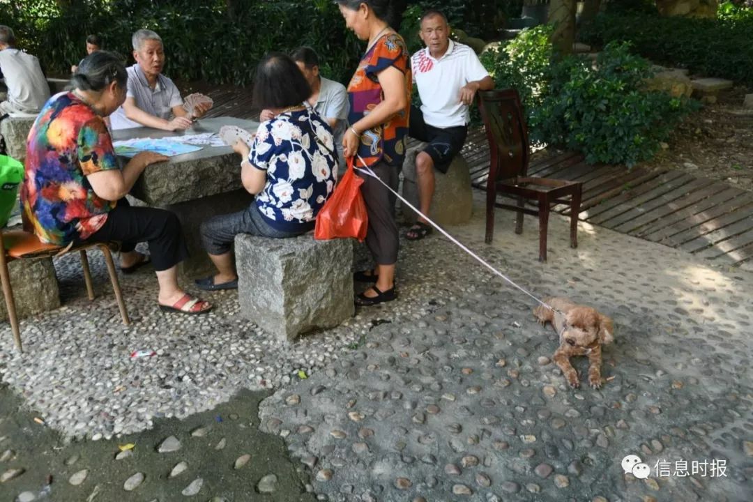 宠物狗被弃养,宠物狗被弃养必备条件