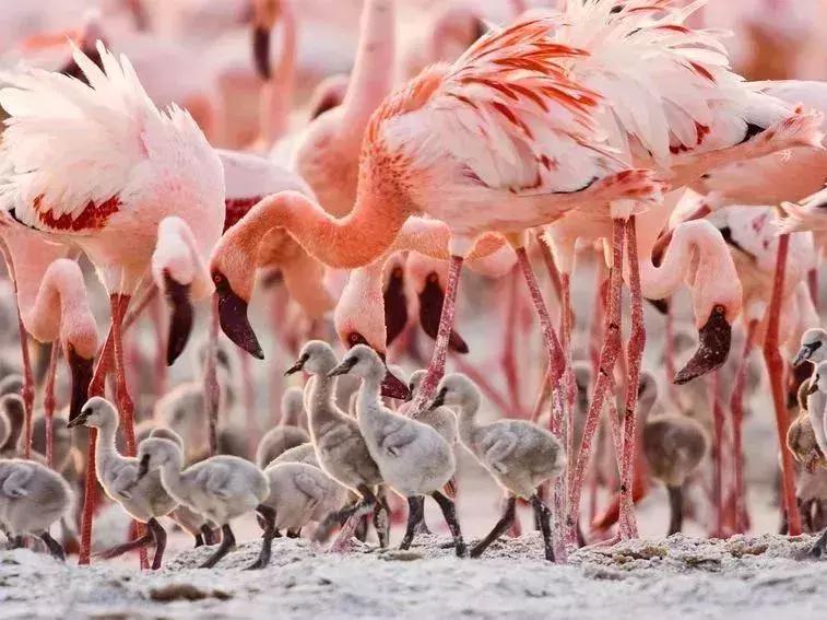 探索自然的纪录片推荐,七部神级自然纪录片你看过几部