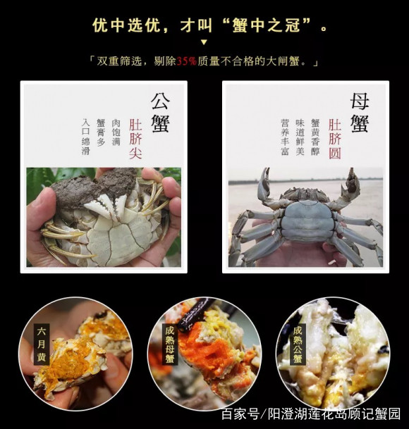 阳澄湖大闸蟹怎么能买上正宗的,去阳澄湖吃大闸蟹实用攻略信息