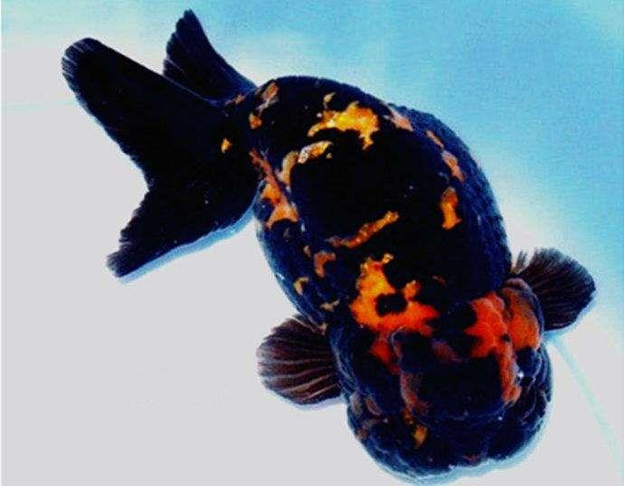 养鱼里面的金鱼病了怎么办,怎么预防金鱼得鱼病