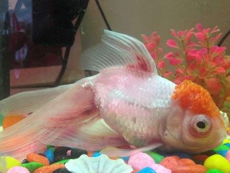 养鱼里面的金鱼病了怎么办,怎么预防金鱼得鱼病