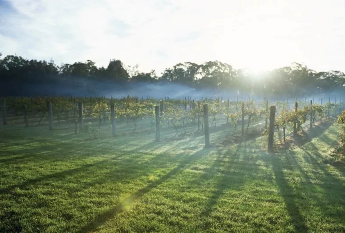 红酒供销网,中国红酒有机葡萄
