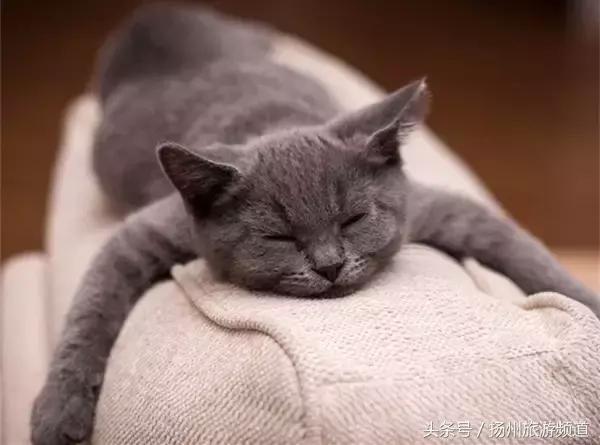 扬州市小升初的流程 (扬州小升初报名时间过了怎么办)