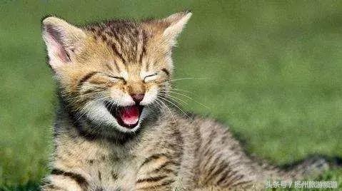 扬州市小升初的流程 (扬州小升初报名时间过了怎么办)