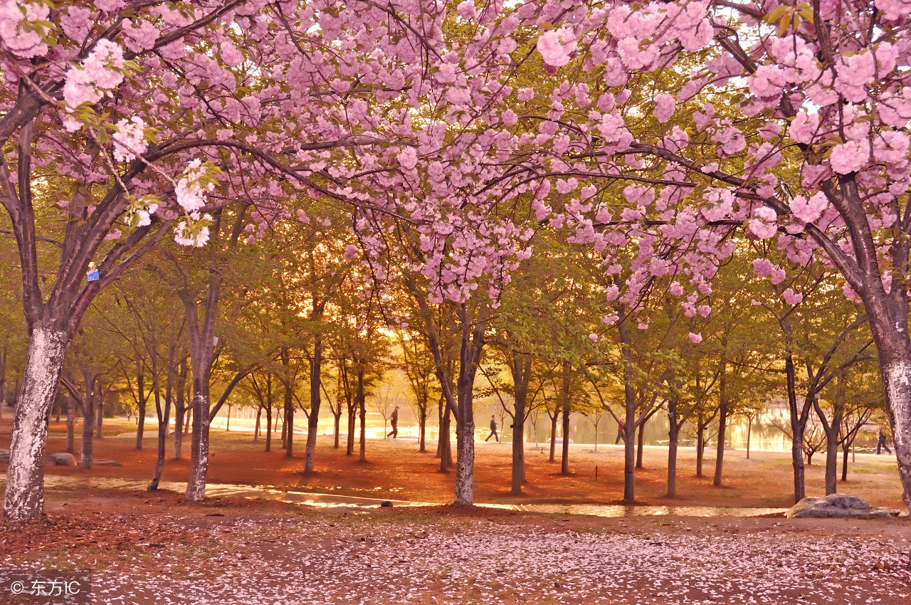 恭喜！守得云开见月明，大金鸡，进财有望？