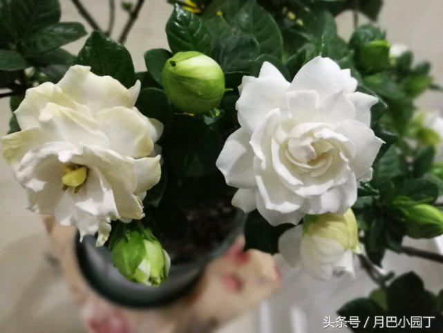 栀子花怎么养黄叶不开花,栀子花水养怎么不黄叶