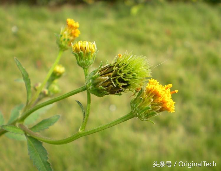 它虽然是野草却是跌打良药,农村用来喂猪的野草竟是治病良药