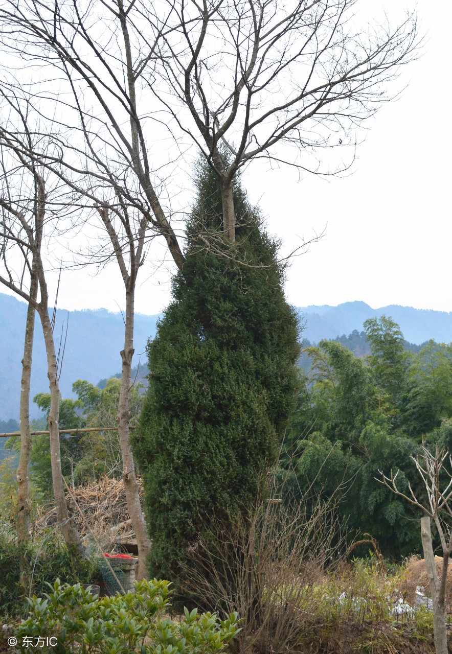 情人树传说,民间故事情人树