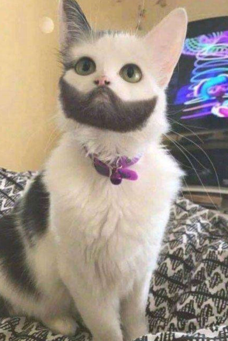 可爱小猫咪黑色胡子,可爱软萌小猫咪