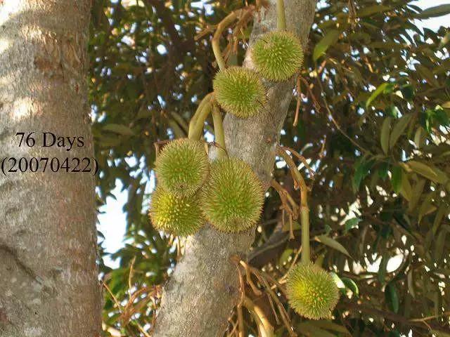 榴莲生长全过程,榴莲的生长全过程见证