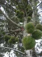 榴莲生长全过程,榴莲的生长全过程见证