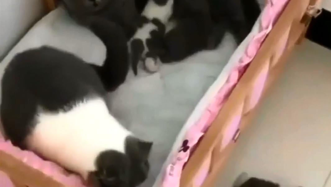 猫妈把小猫咪叼到狗窝,猫妈妈不让小猫咪挪窝