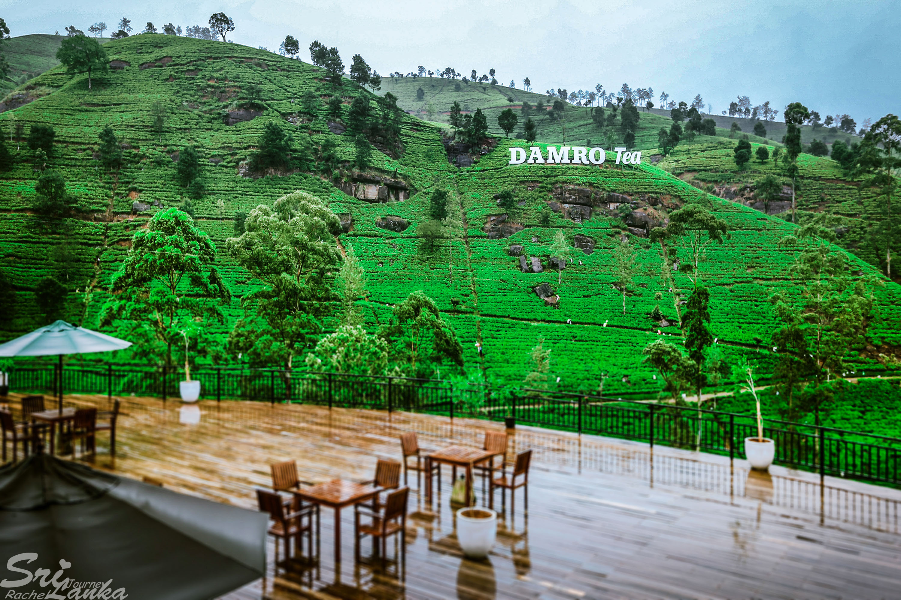 斯里兰卡中国游客,斯里兰卡参观茶厂