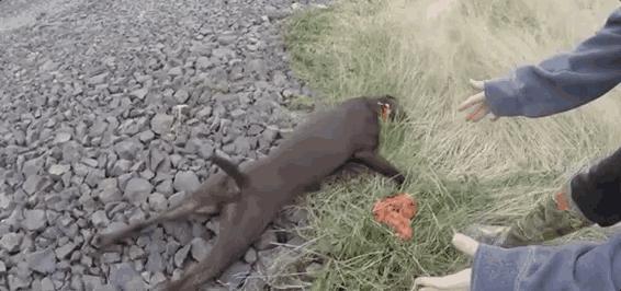 狗狗中暑怎么看,狗狗中暑宠物医院怎么处理