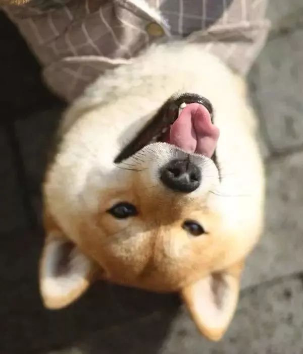 没有中国网友拔不了的草？《向往的生活》才是最大“带货”节目！