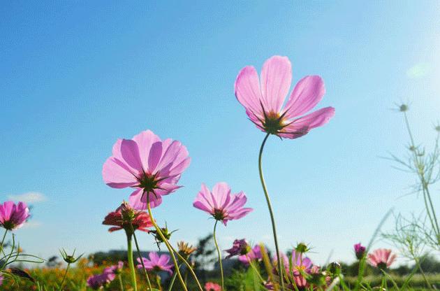 为什么女生做销售,女人做销售很难嫁出去吗
