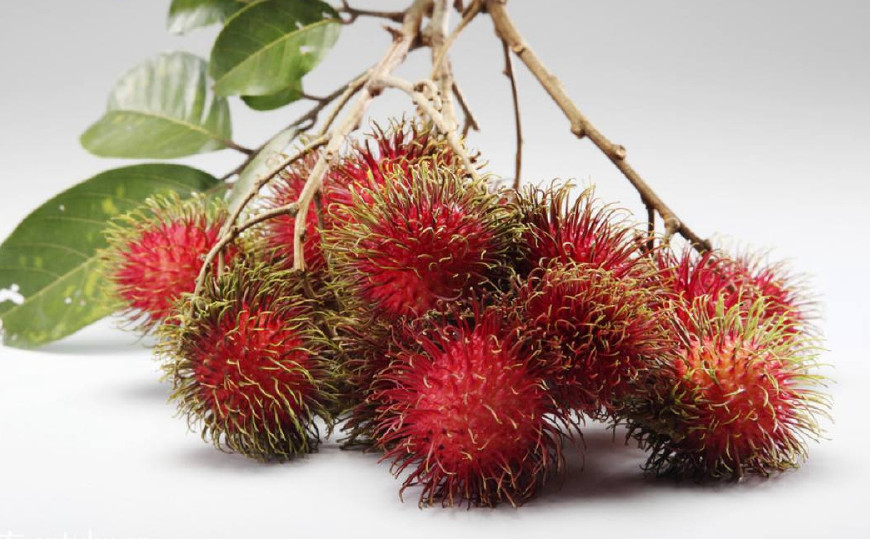 红毛丹营养价值及功效,红毛丹果营养和功效与作用