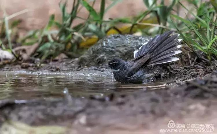 滇西拍鸟攻略,滇西观鸟的图片