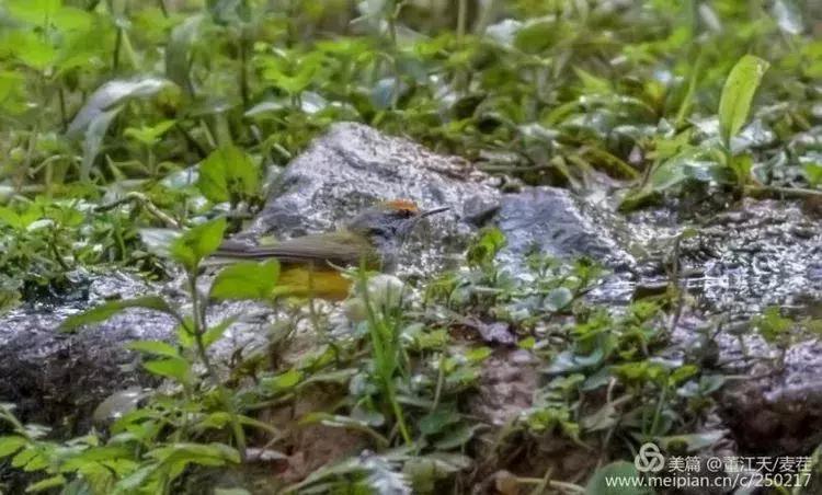 滇西拍鸟攻略,滇西观鸟的图片