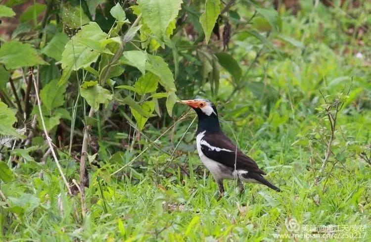 滇西拍鸟攻略,滇西观鸟的图片