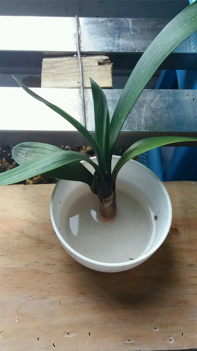 松树刨花君子兰烂根,君子兰烂根用刨花养根的视频