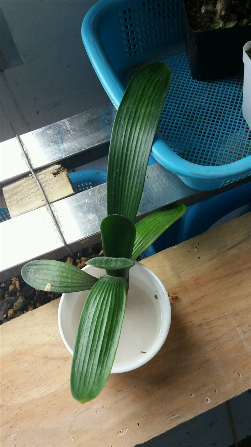 松树刨花君子兰烂根,君子兰烂根用刨花养根的视频