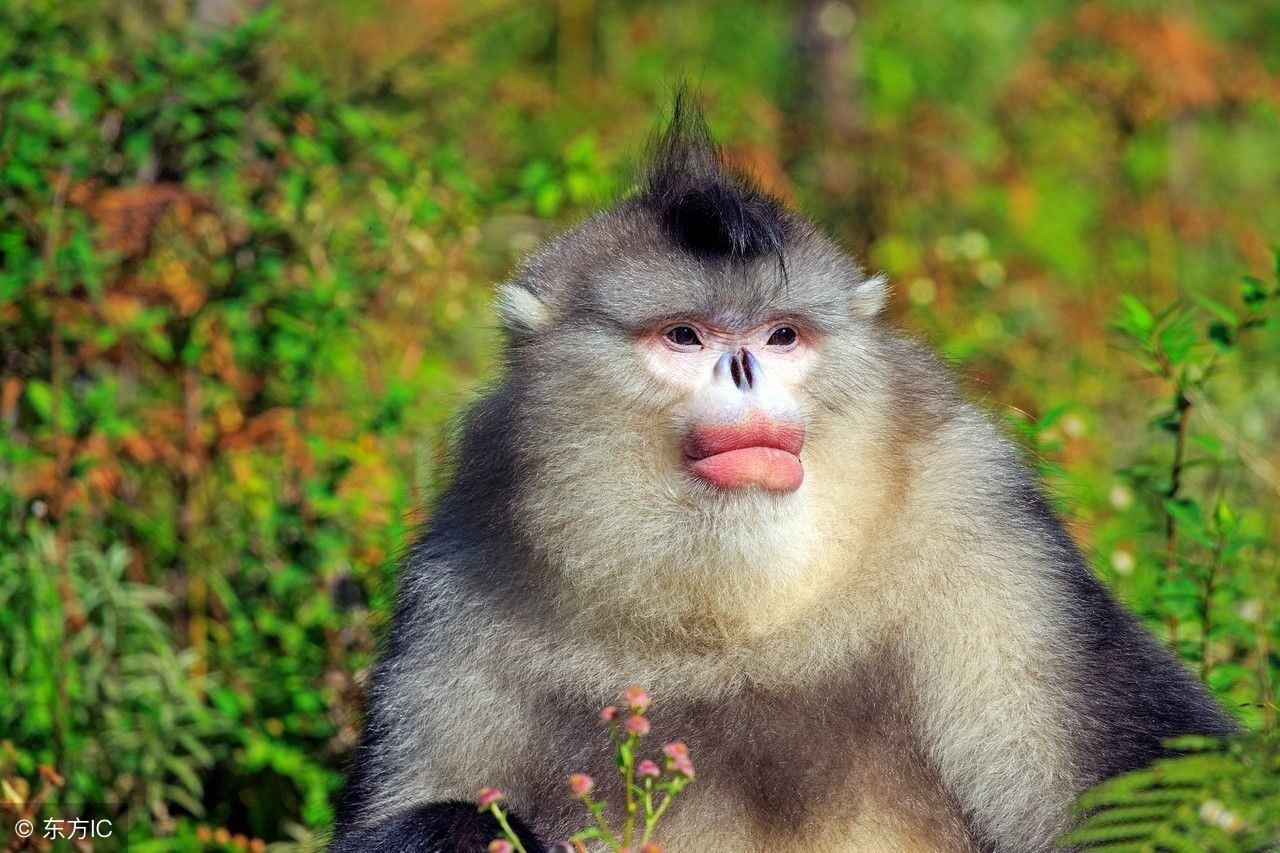 5月大金猴,5月份大金猴