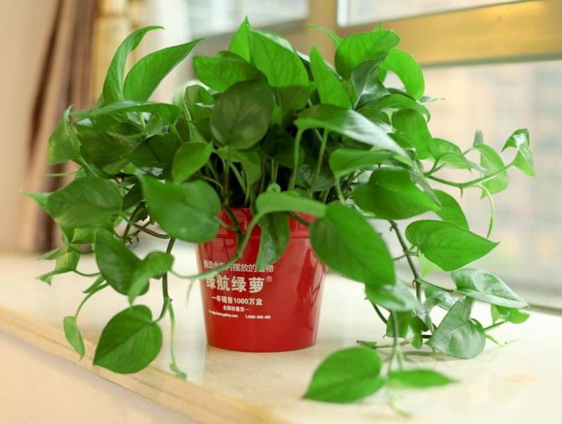 绿萝将死想扔了？用这些方法，还能活！