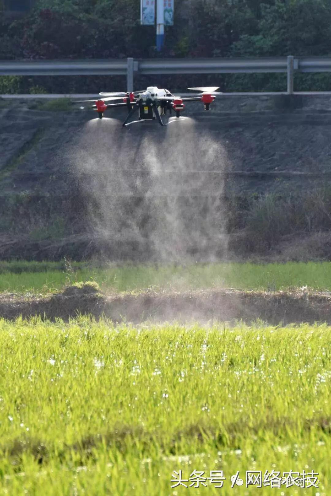 水稻叶梢发黄是不是病,水稻叶片发黄用什么药