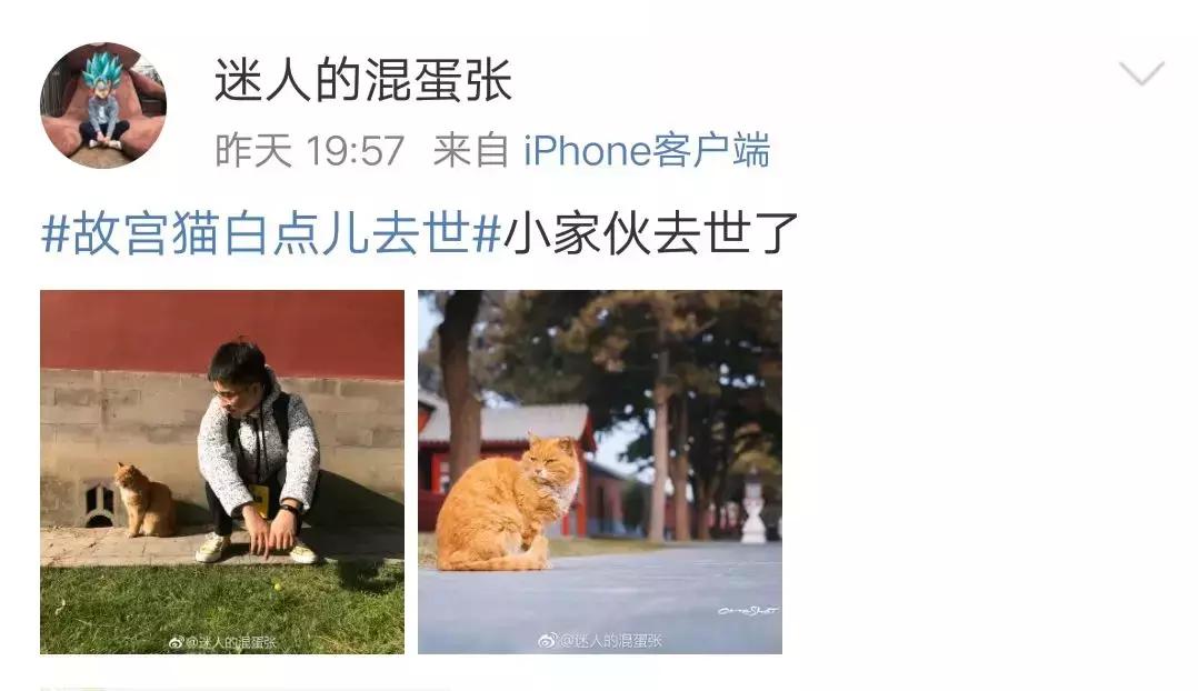 故宫的猫去世了吗,故宫的猫怎么去世的