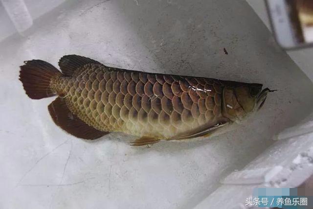 龙鱼轻微掉眼能自己恢复吗,爱龙白点净注意事项