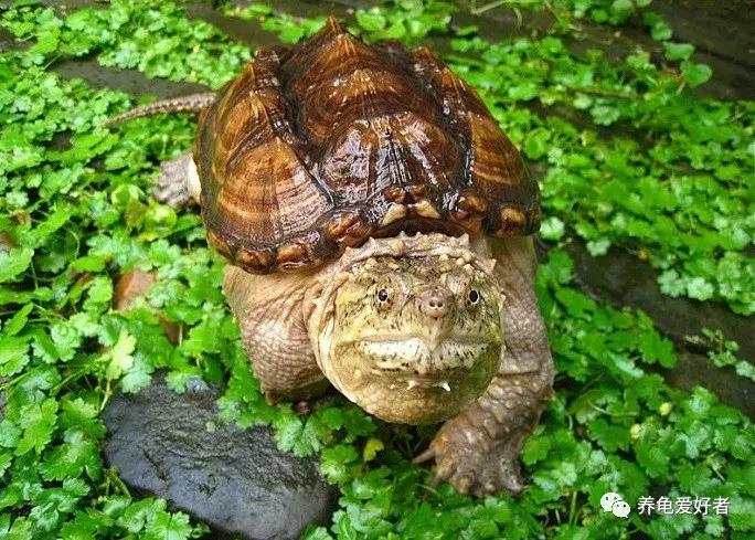 养龟的100种常见问题,新手养龟常见的坏习惯与坏心态