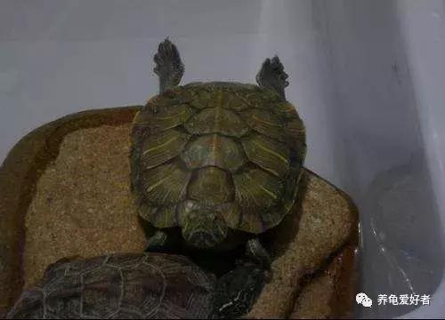 养龟的100种常见问题,新手养龟常见的坏习惯与坏心态