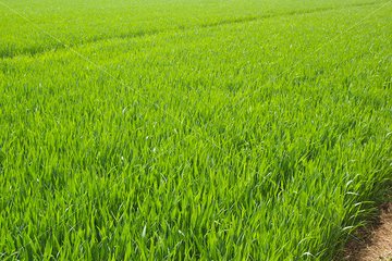 农村电商零售额,广东省农村电商