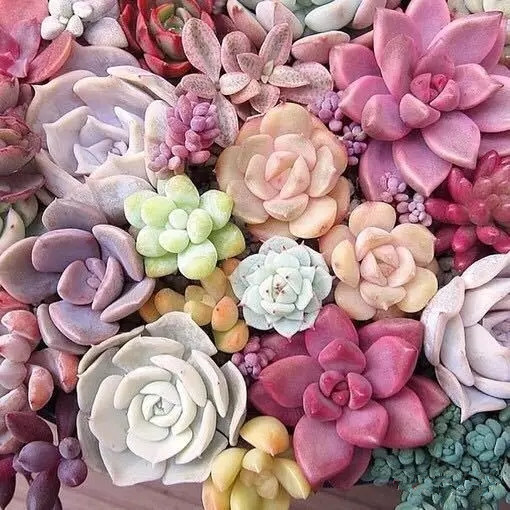 夏日多肉养花技巧图解,十二种招财多肉怎么浇水