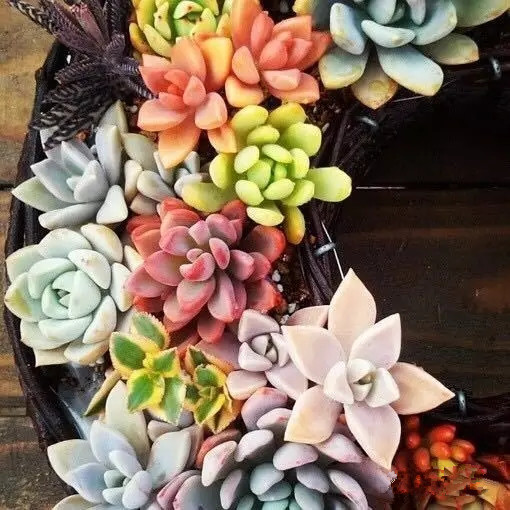 夏日多肉养花技巧图解,十二种招财多肉怎么浇水