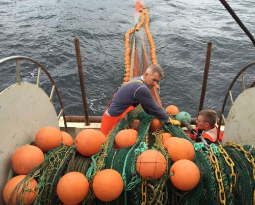 冰岛进口6年野生海参,超大海洋海参