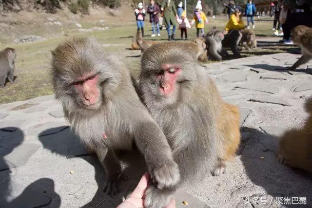 从成都出发最近的草原,成都出发4小时雪山花海