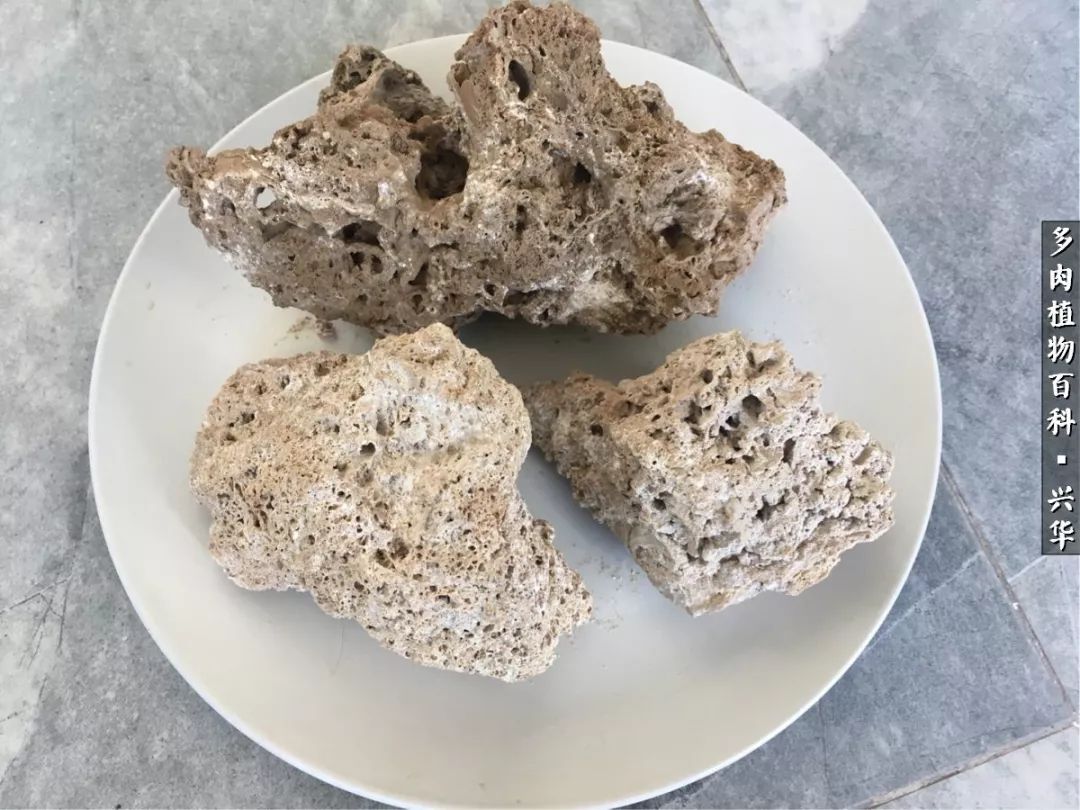 上水石假山造景庭院,上水石假山养的植物