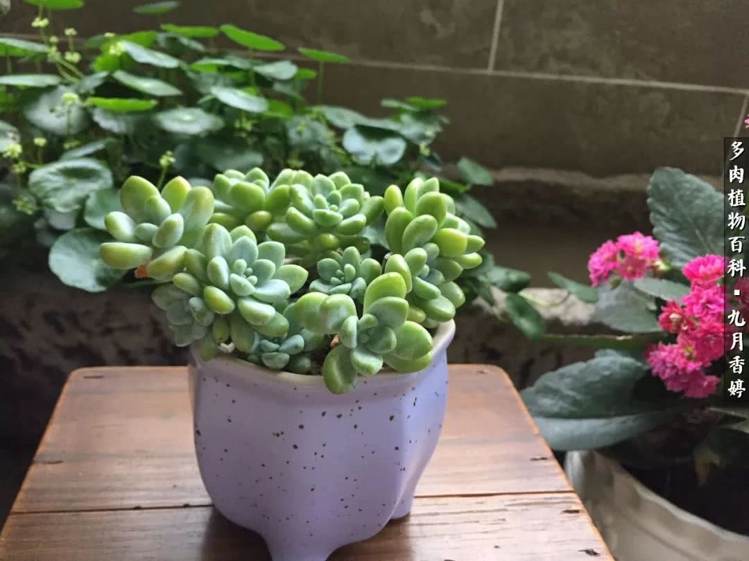 新手入坑必养多肉,刚入坑的多肉怎么养