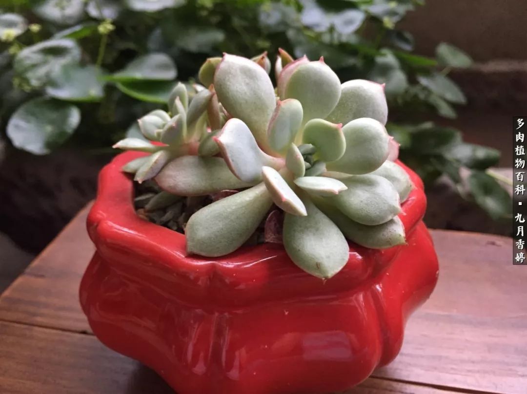 新手入坑必养多肉,刚入坑的多肉怎么养