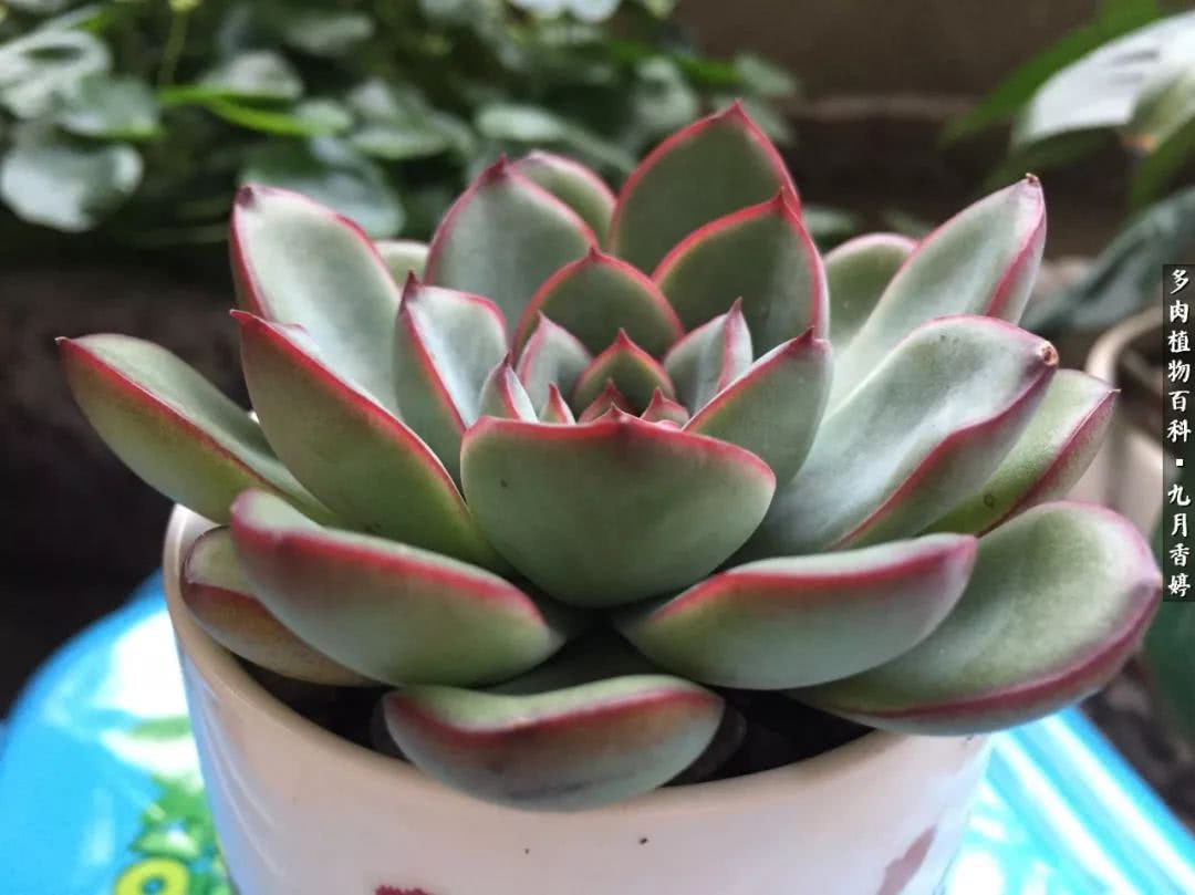 新手入坑必养多肉,刚入坑的多肉怎么养