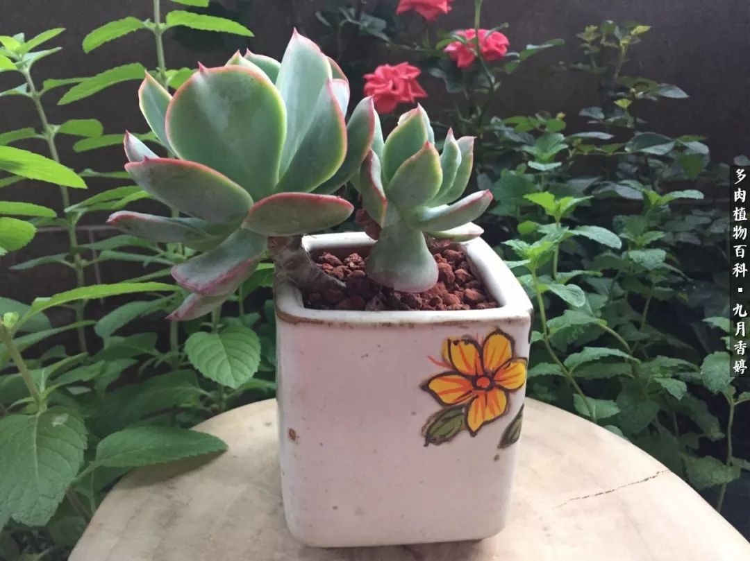 新手入坑必养多肉,刚入坑的多肉怎么养