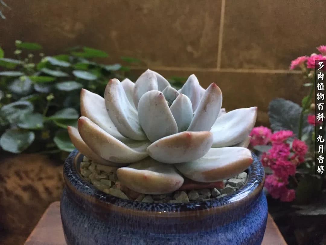 新手入坑必养多肉,刚入坑的多肉怎么养