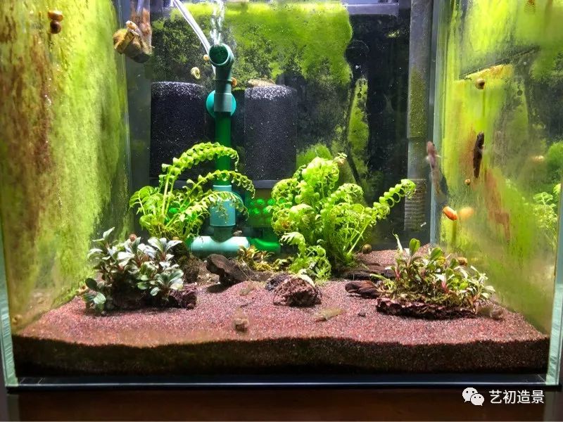 虾虎缸造景要什么过滤器,虾虎缸用什么石头造景好