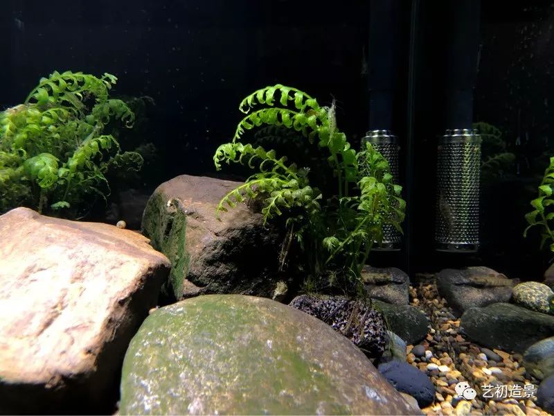 虾虎缸造景要什么过滤器,虾虎缸用什么石头造景好